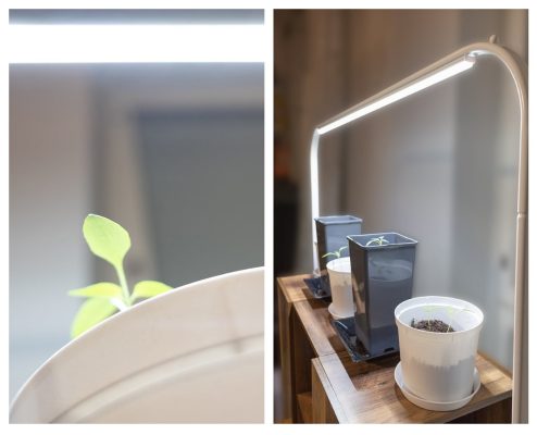 Utilizar luces LED para cultivar plantas todo el año Utilizar luces LED para cultivar plantas todo el año