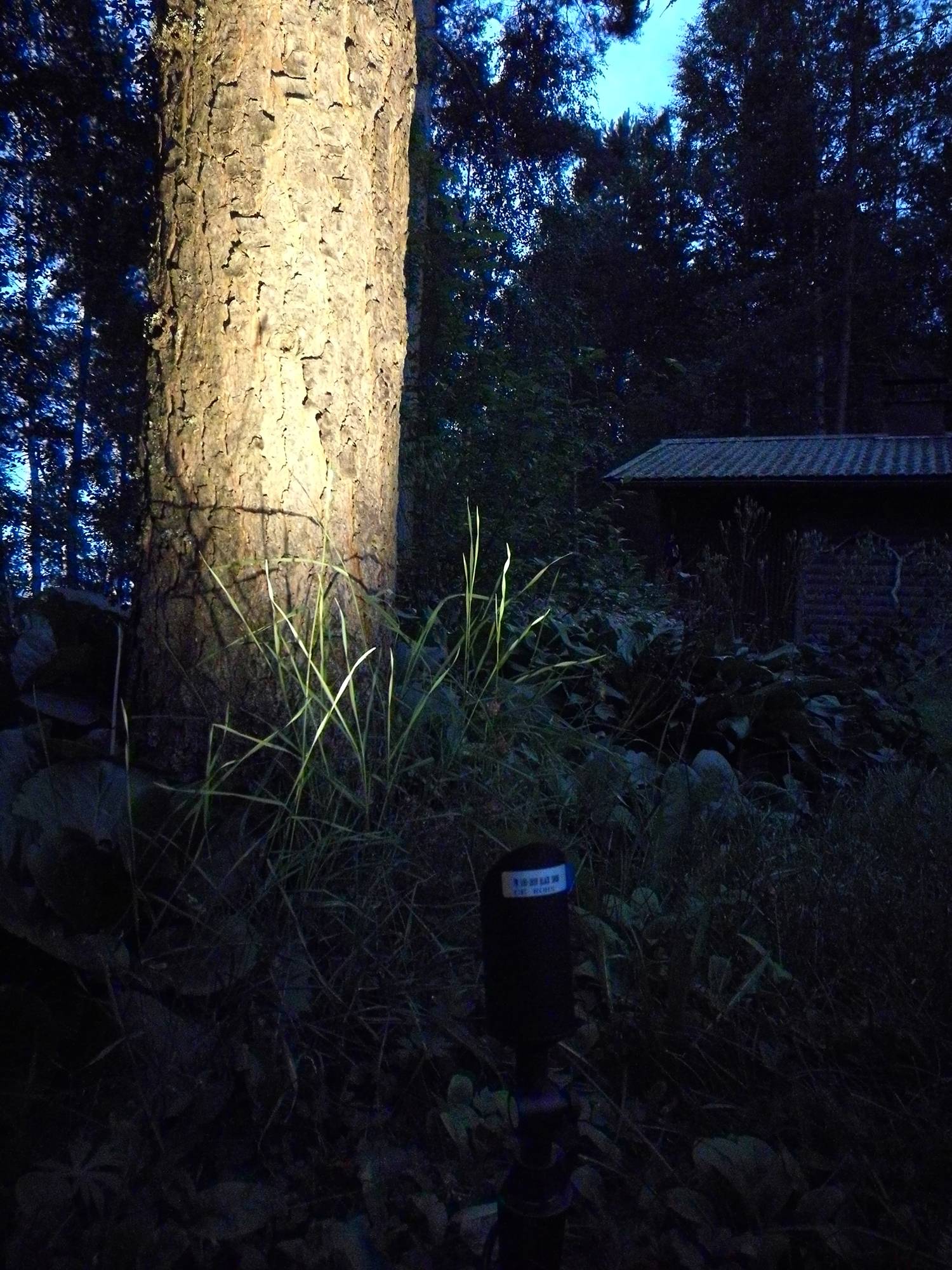 Hermosa luz de acento al aire libre con una luz maquis, dirigida a un árbol. Ledstore.fi