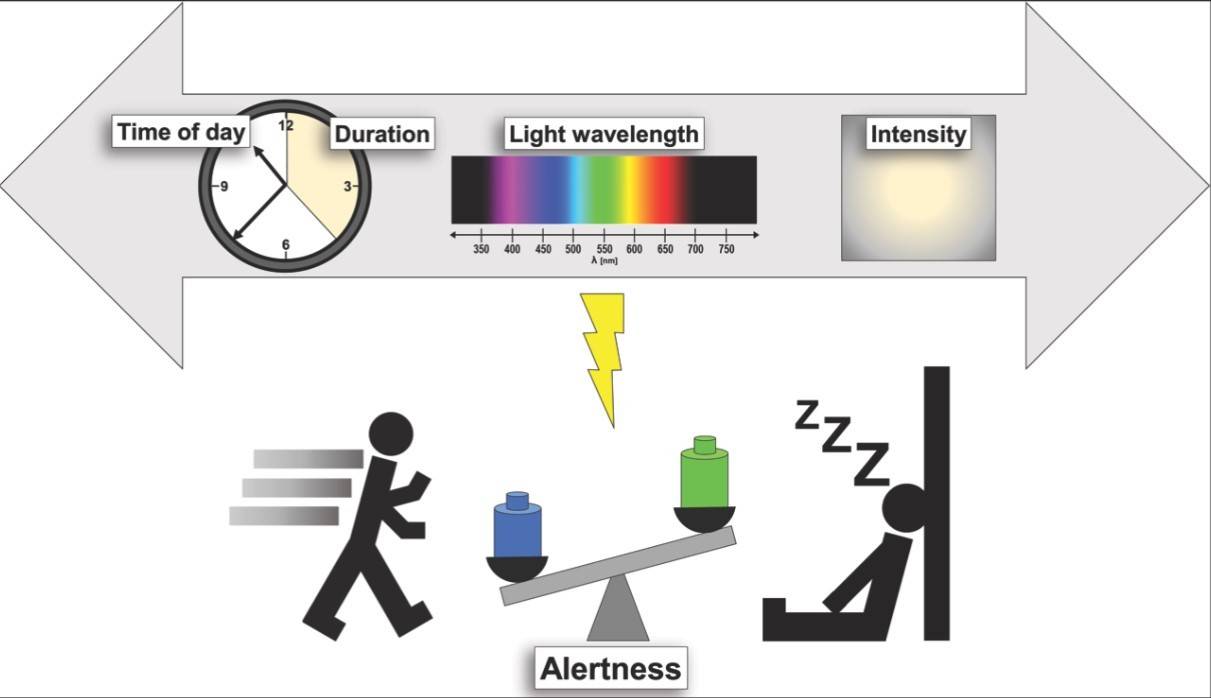 El efecto de la luz sobre el estado de alerta y la somnolencia
