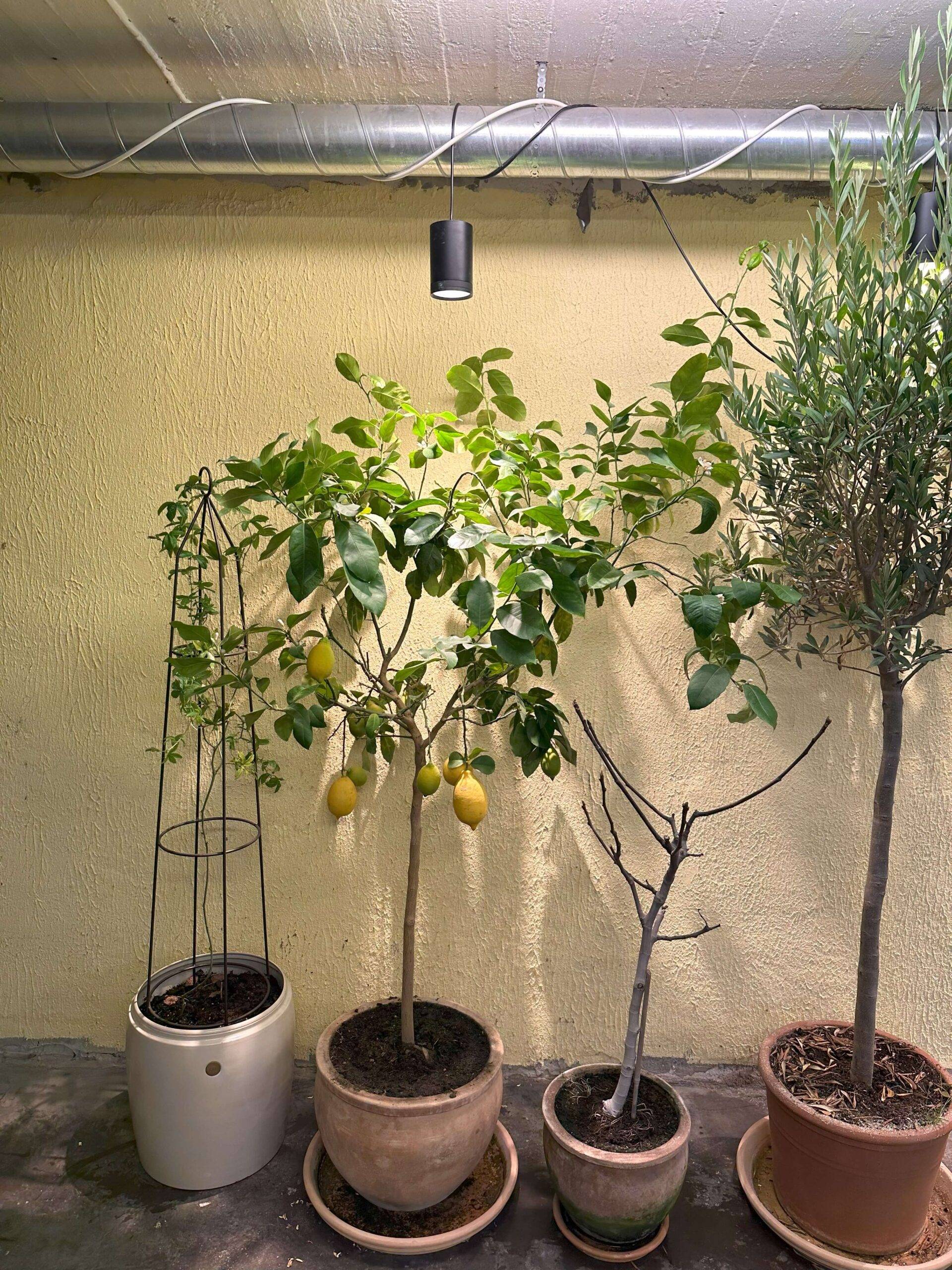plantas con flores y plantas verdes, pequeños árboles en el sótano bajo una luz vegetal.