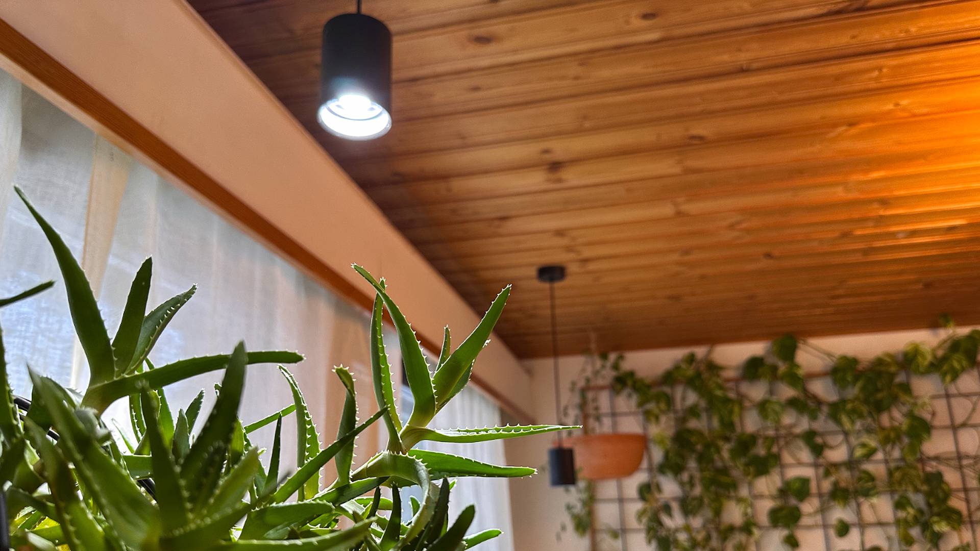 Una luz para plantas garantiza el bienestar de las plantas de interior durante todo el año, incluso en espacios sin ventanas LedStore.fi ofrece la solución perfecta para crear un interior acogedor con iluminación LED. Las luminarias LED colgantes montadas en un techo de madera proporcionan una iluminación elegante y de bajo consumo. La gran planta de aloe en primer plano y las plantas verdes de distintos tamaños colgadas en la pared de malla del fondo crean un ambiente exuberante y fresco que da vida al espacio.
