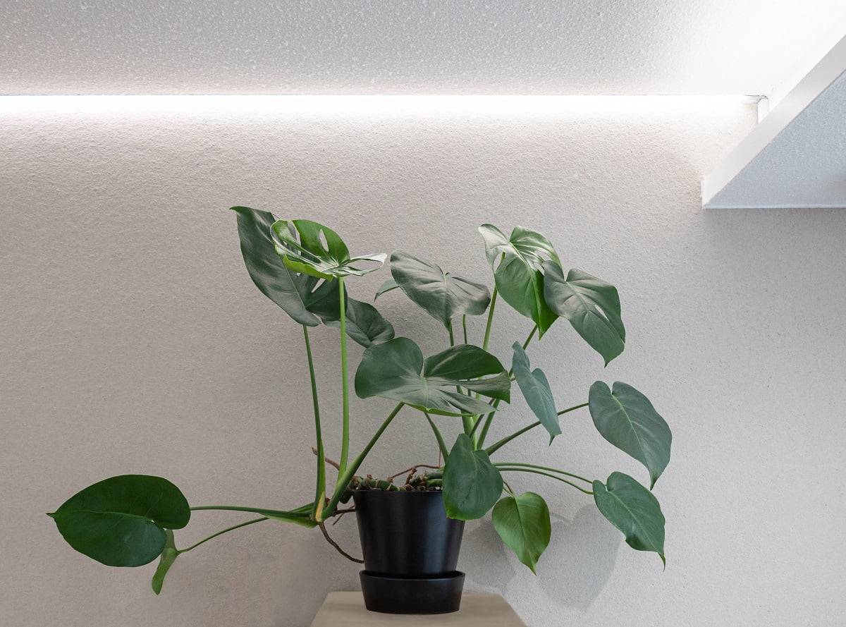 La iluminación LED para plantas también puede utilizarse como iluminación general de una habitación, ajustada a un tono fresco durante el día.