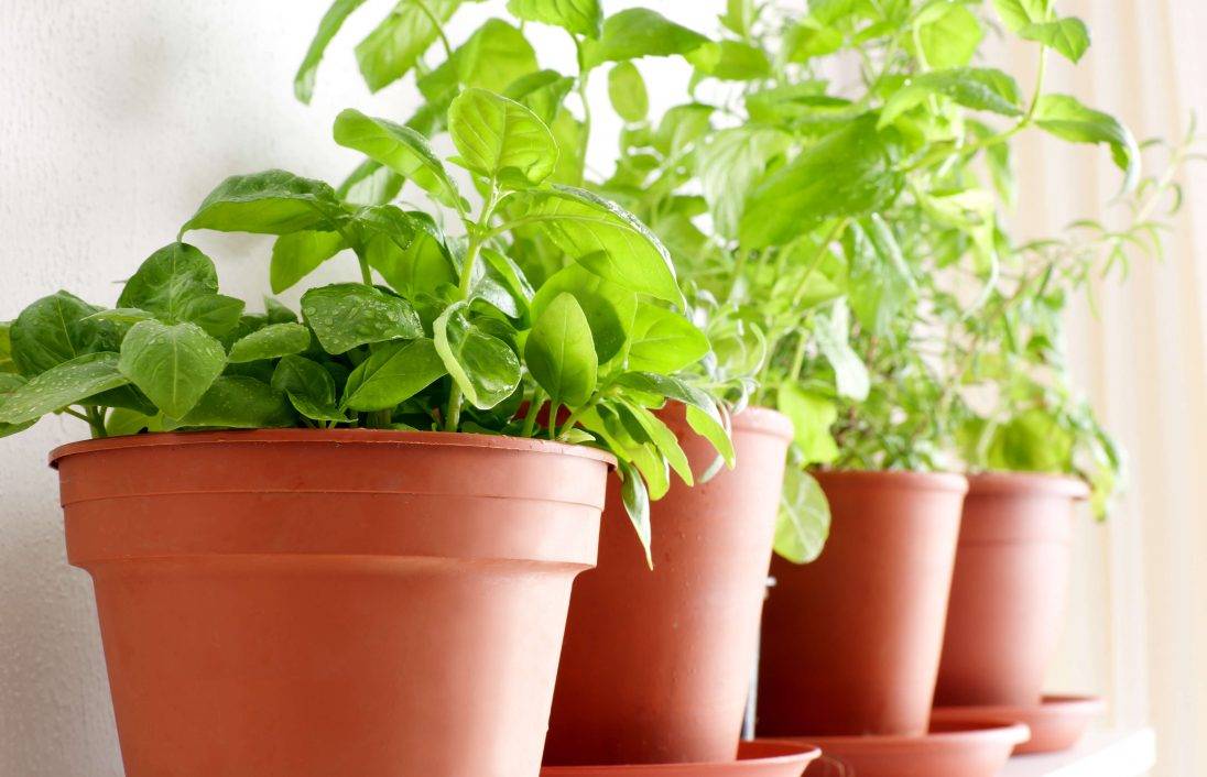 Lámparas led como luces para el bienestar de las plantas Macetas de terracota con plantas verdes con luces LED en un alféizar iluminado, potenciando el crecimiento con luz natural y artificial.