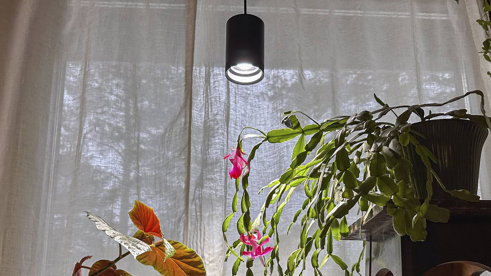 luz para plantas y plantas con flor