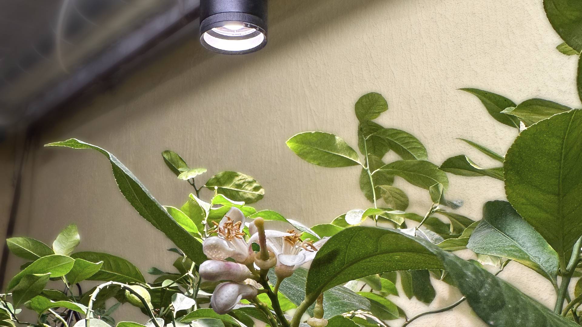 Un limonero en flor bajo la luz de una planta en Enfoque.