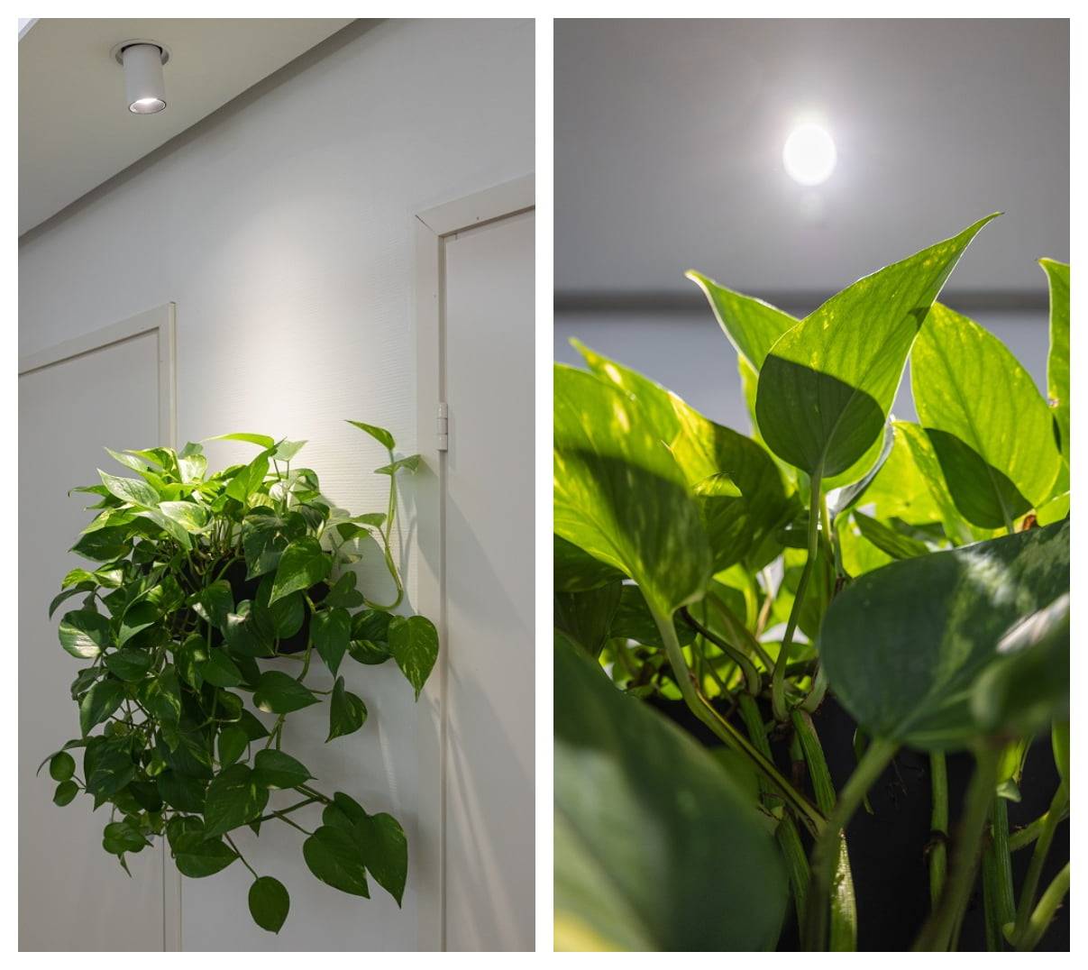 lámparas led como luces para plantas