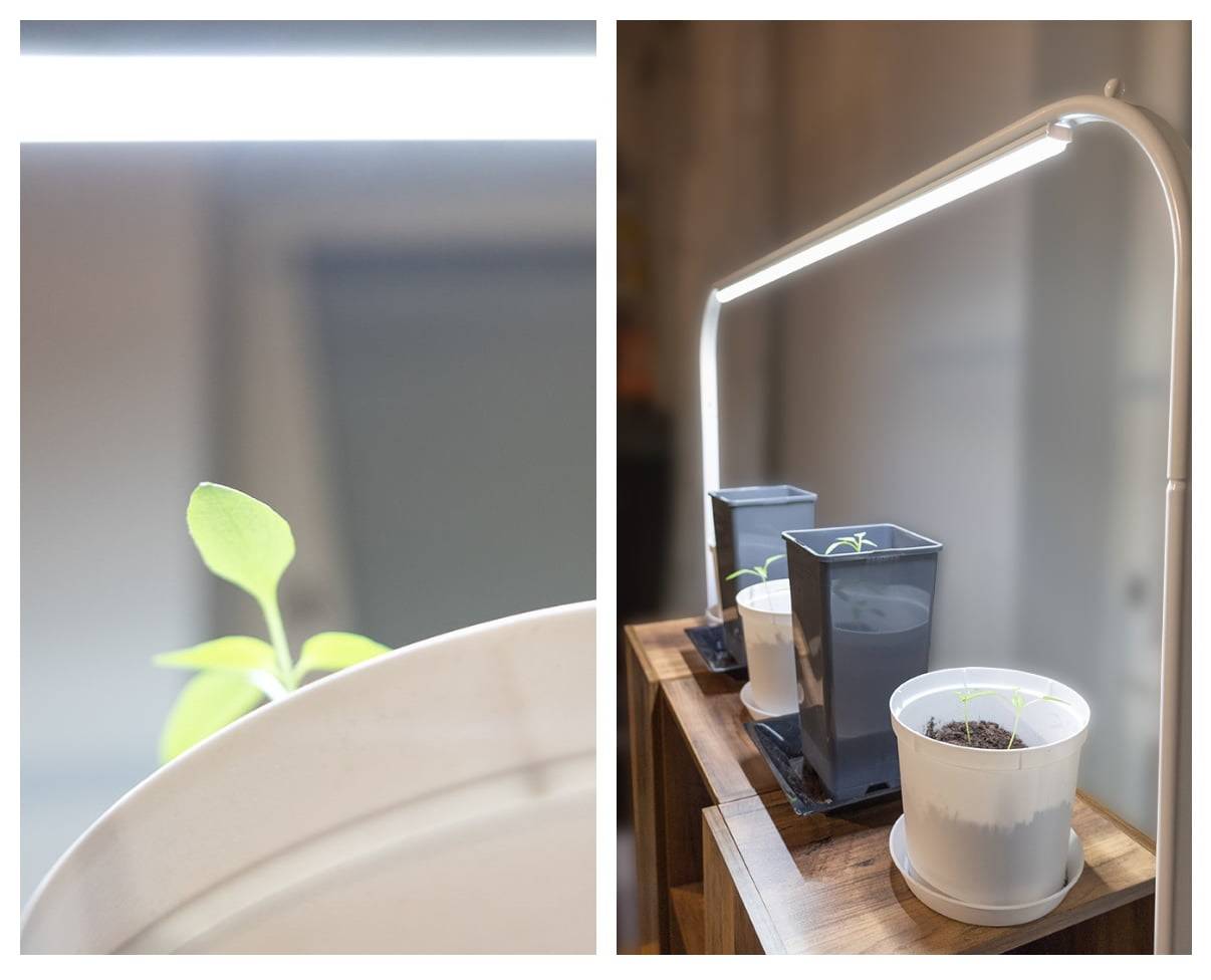 Utilizar luces LED para cultivar plantas todo el año