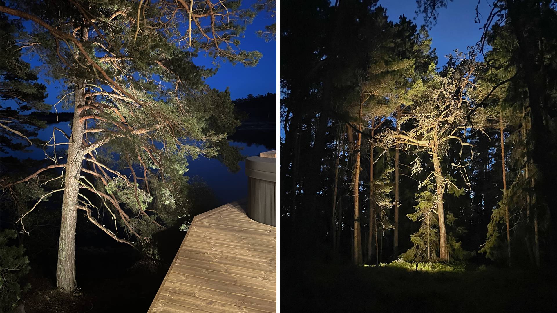 Los grandes pinos se iluminan de abajo arriba para crear una luz reflectante.
