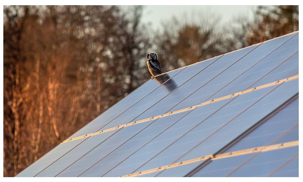 Paneles solares en el tejado. Foto: Pexels